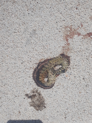 Bocourt's Water Snake