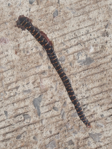 Jodi's pipe snake