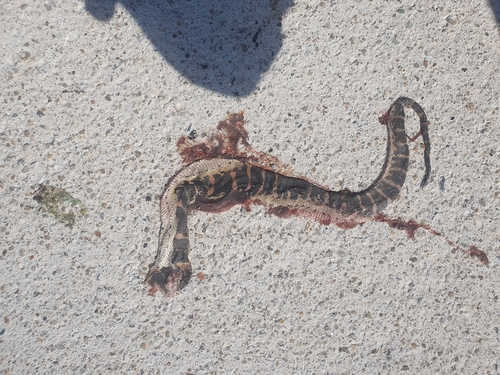 Jack's Water Snake