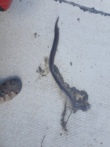 Asian Sunbeam Snake