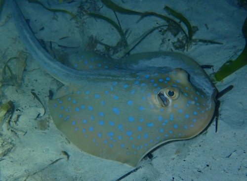 Taeniura lymma