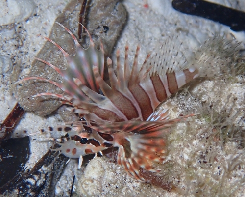 Dendrochirus zebra