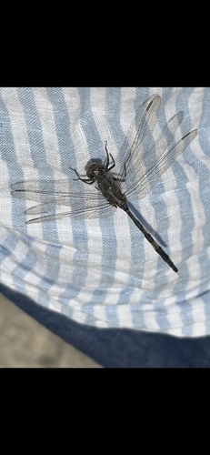 Slender Skimmer