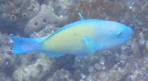 Chlorurus spilurus