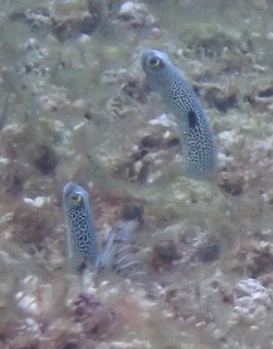 Heteroconger hassi