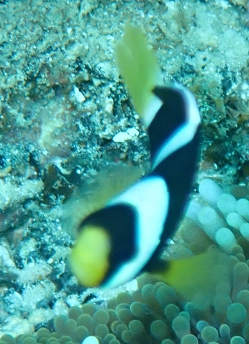 Amphiprion clarkii