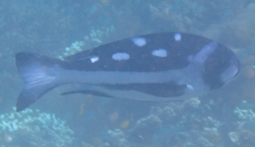 Macolor niger