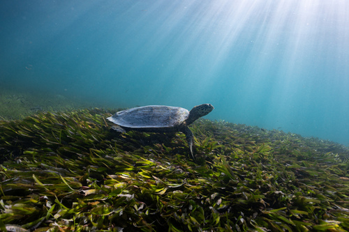 Hawksbill Sea Turtle — seen at this dive site