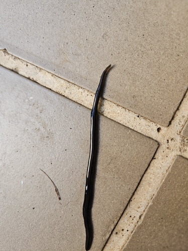 New Guinea Flatworm