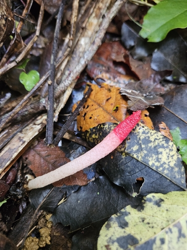 Mutinus argentinus