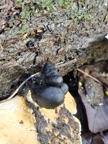 Xylaria