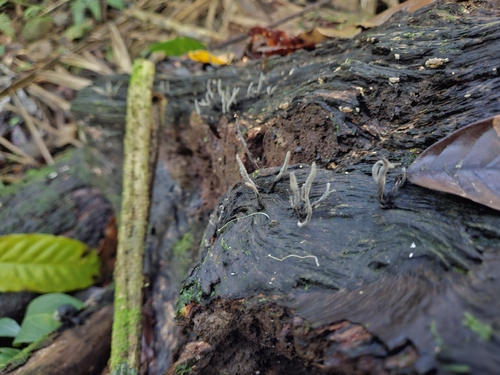 Xylaria