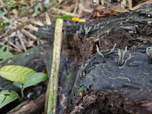 Xylaria