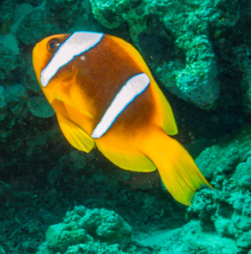 Amphiprion bicinctus