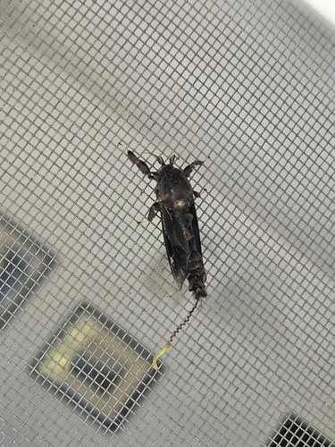 Argentine Bagworm