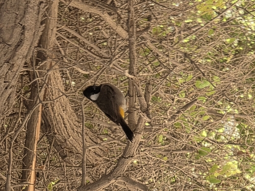 White-eared Bulbul