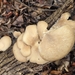 Oyster Mushroom from Newark, DE 19711, USA on December 04, 2025 at 09:34 AM by czmike