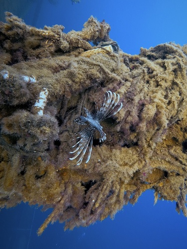 Pterois miles