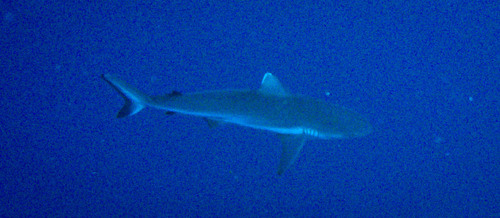Carcharhinus amblyrhynchos