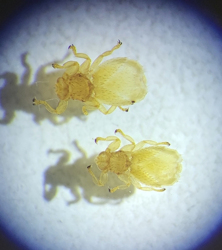 Unknown species found near Peru Township, OH, USA