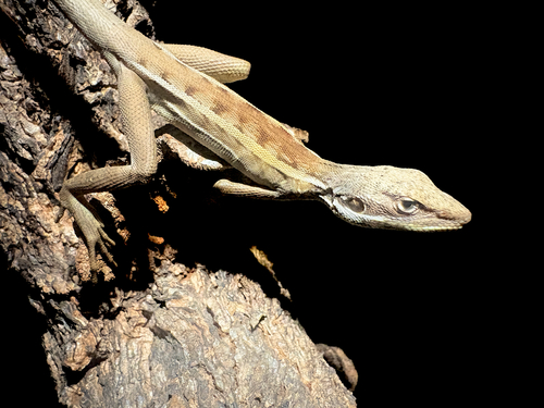 Long-nosed Dragon