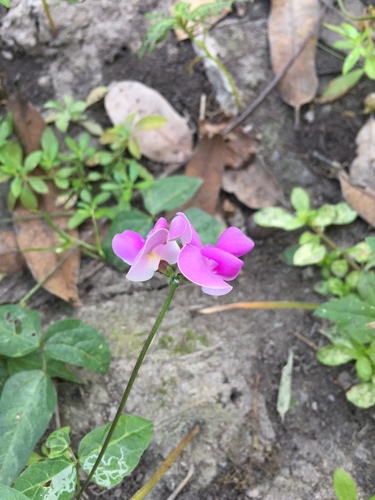 Vigna image