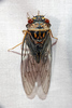Christmas Island Cicada - Photo (c) Carol Kwok, all rights reserved, uploaded by Carol Kwok