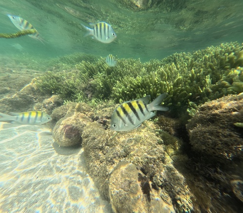 Abudefduf saxatilis