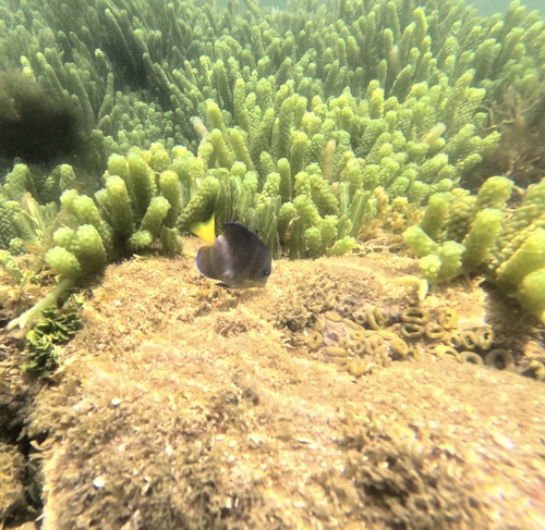 Acanthurus coeruleus