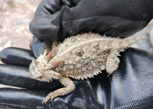 Lagartija cornuda texana observed by juan_jose88380