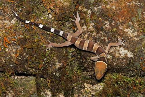 Cyrtodactylus australotitiwangsaensis