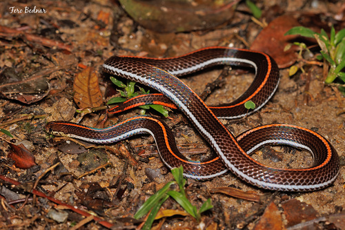 Calliophis intestinalis