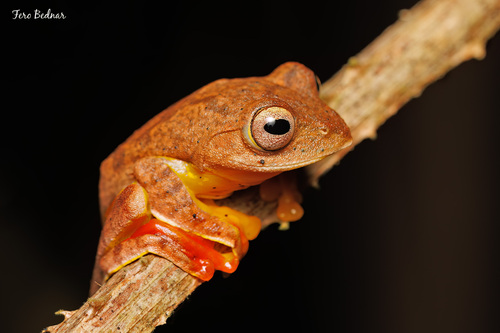 Rhacophorus rhodopus