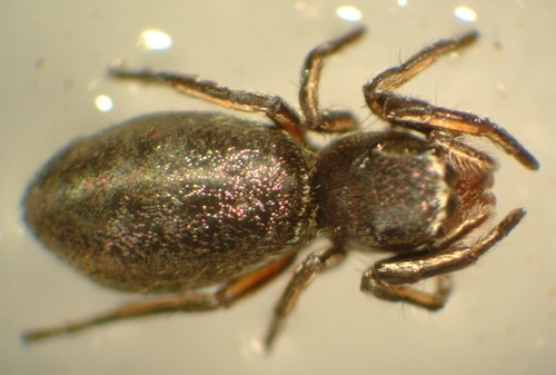 Thin-spined Jumping Spider