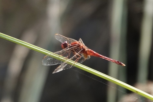Scarlet Skimmer