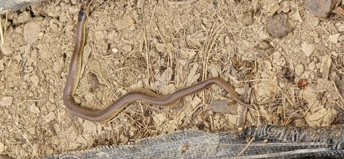 Whip Hooded Snake sighting