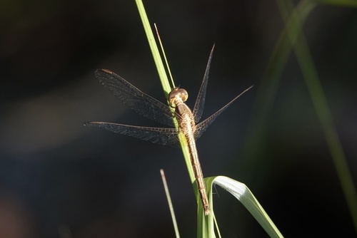 Paddyfield Parasol