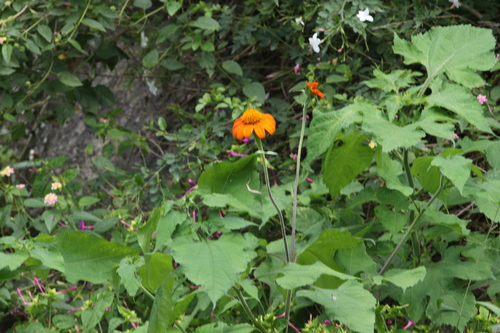 Red Sunflower