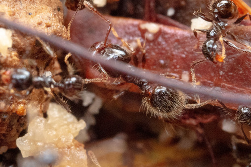 Pheidole sensitivaPheidole sensitiva