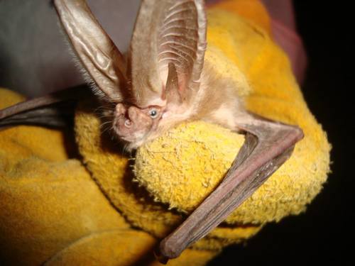 Townsend's Big-eared Bat