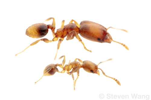 Pheidole nitellaPheidole nitella