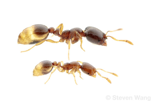 Solenopsis vinsoniSolenopsis vinsoni