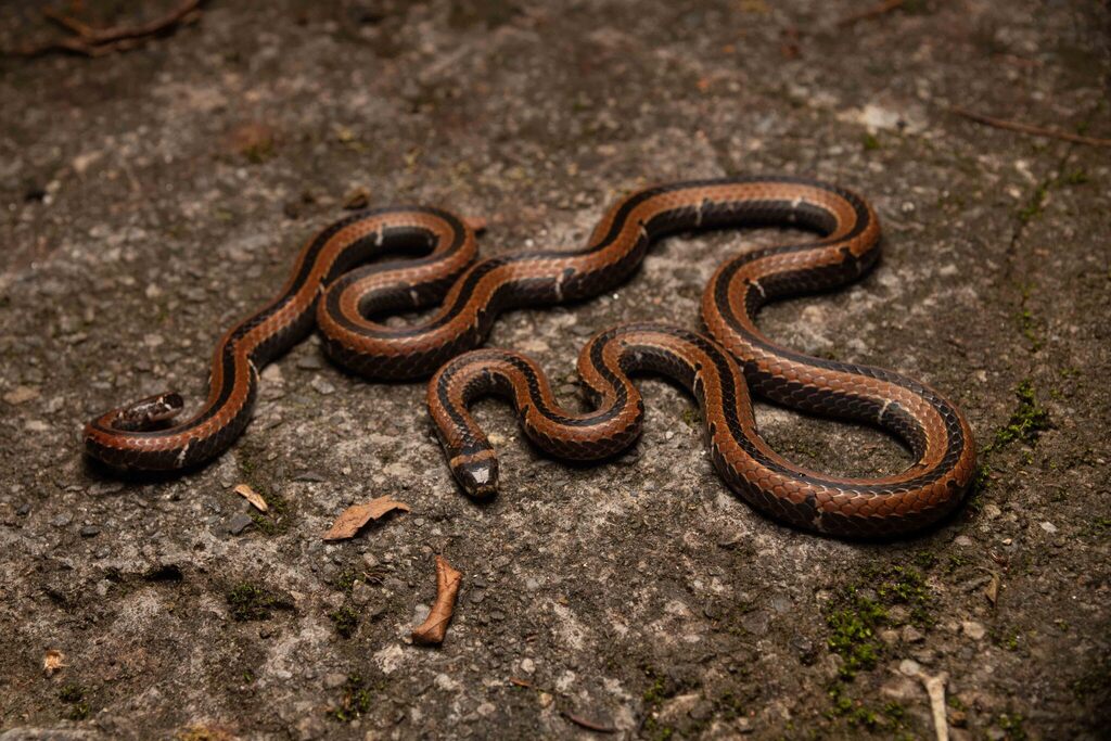 Taiwan Coral Snake