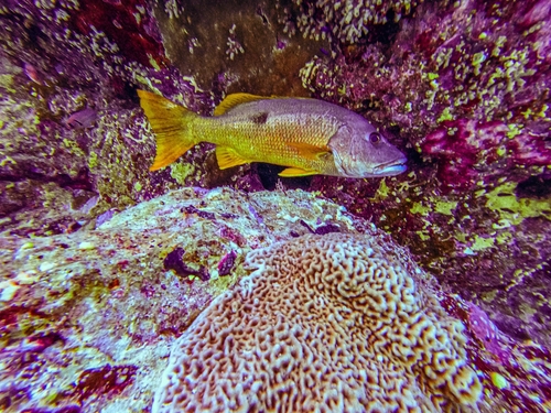 Onespot Snapper — seen at this dive site