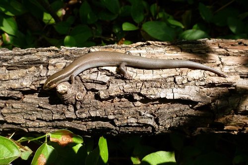 Four-lined Skink