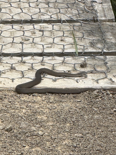 White-lipped Snake sighting