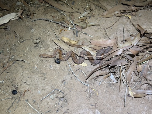 Pygmy Python sighting