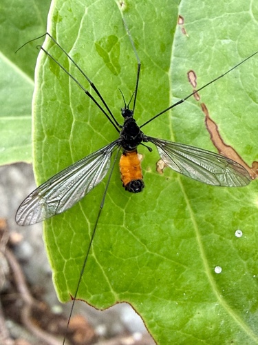 Tipula nuotrauka