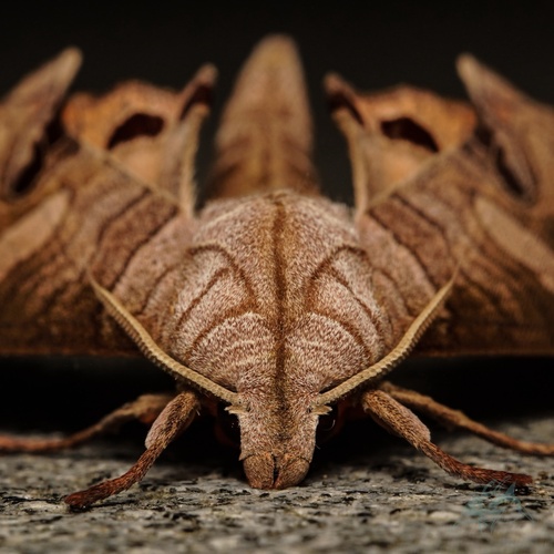Marumba spectabilis