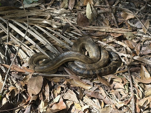 Coastal Carpet Python sighting